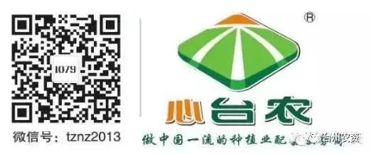 果實接近成熟，警惕柑橘表面各種油胞病